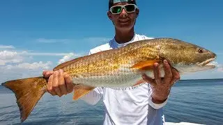 LIVE BAIT | Florida Mangrove Fishing for Redfish, Snook, and SURPRISE catch