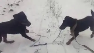БОНЯ И ДАРА : ПОД ПЕСНЮ ИДИОТЫ