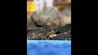 European Golden Plover