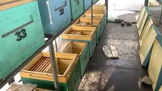 Осмотр пчелосемей, влажность после морозов в ульях ППУ.