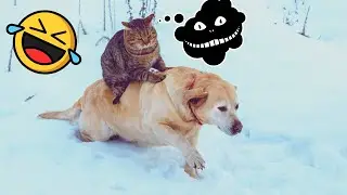 The Funniest Cats and Dogs Ever: Get ready for tears of joy!