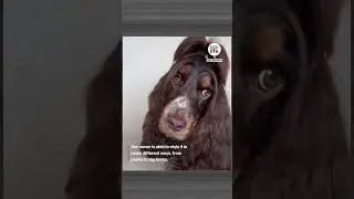 this dog has amazing hair #shorts #furbabies #amazingshorts #cutedog