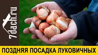 🌷 Поздняя посадка луковичных: как это правильно сделать, и когда сажать уже нельзя - 7 дач