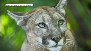 FWC reports 19th panther death in the state, after hit by vehicle in Collier County
