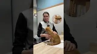 Неходячий кот Рыжий, 3 часть