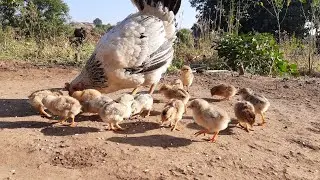 small chicken (pilu)
