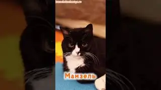 Мамзель