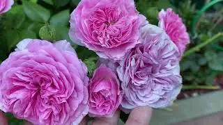 Розы в моем саду! Несколько уголков розового сада. Сорта роз💐