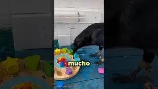 Before You Touch a Crow, Watch This!