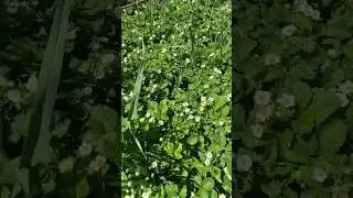Что бы ягоды Купчихи собирать ведрами