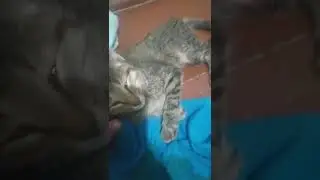Нашу кошку сбила машина 😥😥😥😥