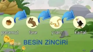 Besin Zinciri ve Enerji Akışı