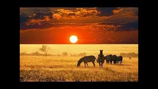 African Wildlife Documentary Film Etosha National Park, Namibia, Africa