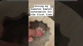 Sleepy hamster has watermelon for the first time #hamsters