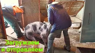 Погрузка свиней! Как загрузить свинью на прицеп!