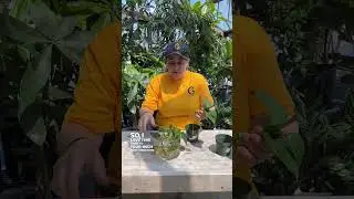 Transferring Pothos Propagations to Soil: Part 1