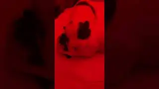 Puppy 7day (Pom f1)