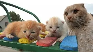 12+ Gift from Scottish fold cat Вислоухий гость ПОДАРОК от Вислоухого