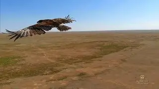 Черные земли. Царство хищников. (измененная версия)
