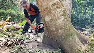 Chop down a 20-year-old albasia/sengon tree behind a citizen's home,
