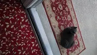 Cat doesn't wanna come inside