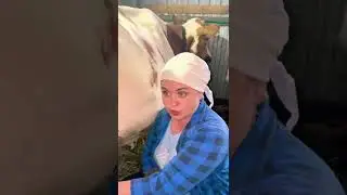 Коровы после мытья 