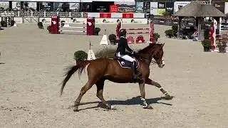 Hyper - gelding, 2012, by Baltic vdl x Calvados, 125cm CSICh - 💥clear and placed 🏵💥