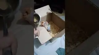 #rawparrots #feeding with spon #parrot #lutinolovebird #raw #parrot #handfood #birds #birdslover
