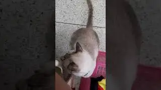 มาอ้อนขอหนม😅🐈