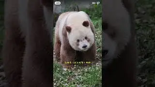 панда коричневая