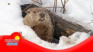 What Does Hibernate Mean - More K-2 Science on the Learning Videos Channel