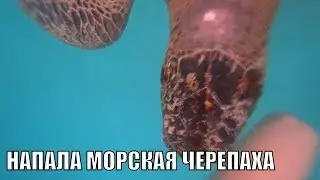 МОРСКИЕ ЧЕРЕПАХИ/ОСТРОВ РЕДАНГ/ МАЛАЙЗИЯ! ЧУТЬ НЕ НАПАЛА БАРАКУДА!!! 2018