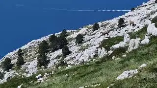 Divokoze Biokovo Miletnjak Scirovac 3