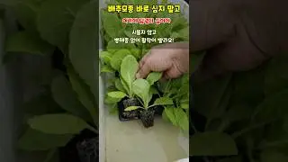 배추모종 바로 심지 말고 여기에 담궜다 심어야 시들지 않고 병해충 없이 활착이 빠릅니다 #배추모종심는방법