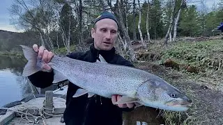 M-AIRE MG-50MLS и Таймень 5кг