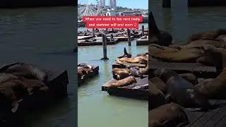 Sea Lions at Pier 39, San Francisco California