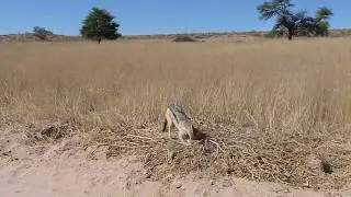 Jackal catches and eats a mouse long version