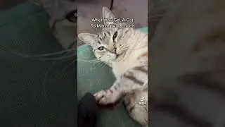Grown Woman Gets Cat To Match Sofa | Cindel Pantone Vibes | Cute Pets TikTok 