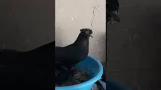 узбекские голуби Абдусалама город ош т,0996557 557770,стандарт ☆,