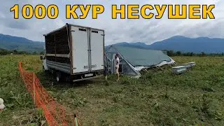 Новые 1000 кур молодок прибыли на ферму