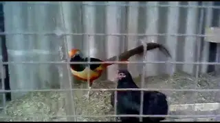 золотой красный фазан