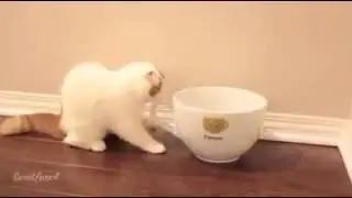 Kediler sıvıdır girdiği kabın şeklini alır