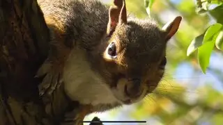 I’m watching you 👀👀❌  🌲🔝say’s Cyril the Squirrel 🐿️ 🎥. 🆙👈 🌲  🐿️ @redfox111 ‼️