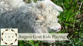 Angora Goat Kids Playing