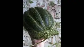 Что делать, чтобы дыня дозрела?🤔What to do to ripen the melon?