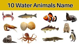 Water Animal Name In English | 10 Water Animals Name | Water Animals Name Video