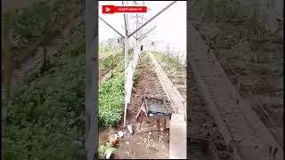 БОДИРИН СОРТИ КУРАЖ. ГАРМХОНА РОССИЯ #топ #ислам #куръон #модар#агроном