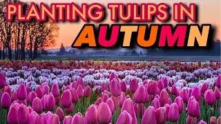 TULIPS 101: GROWING TULIPS FOR BEGINNERS