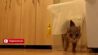 VIP cat toilet made by women