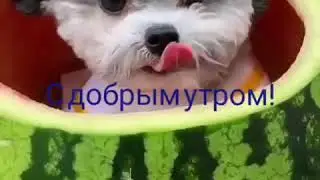 Шинок в арбузе.